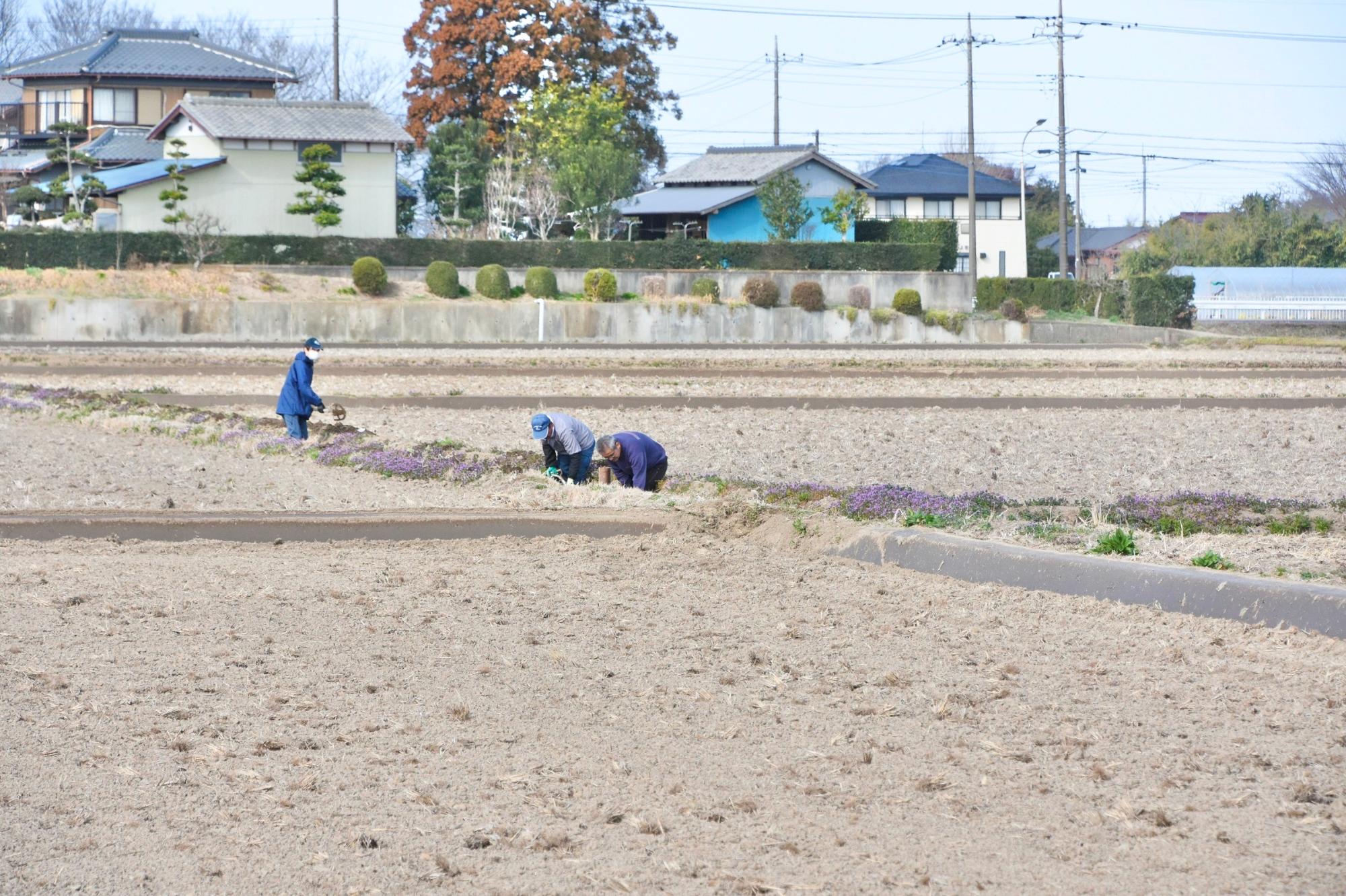 田んぼの中に泥上げをする人影