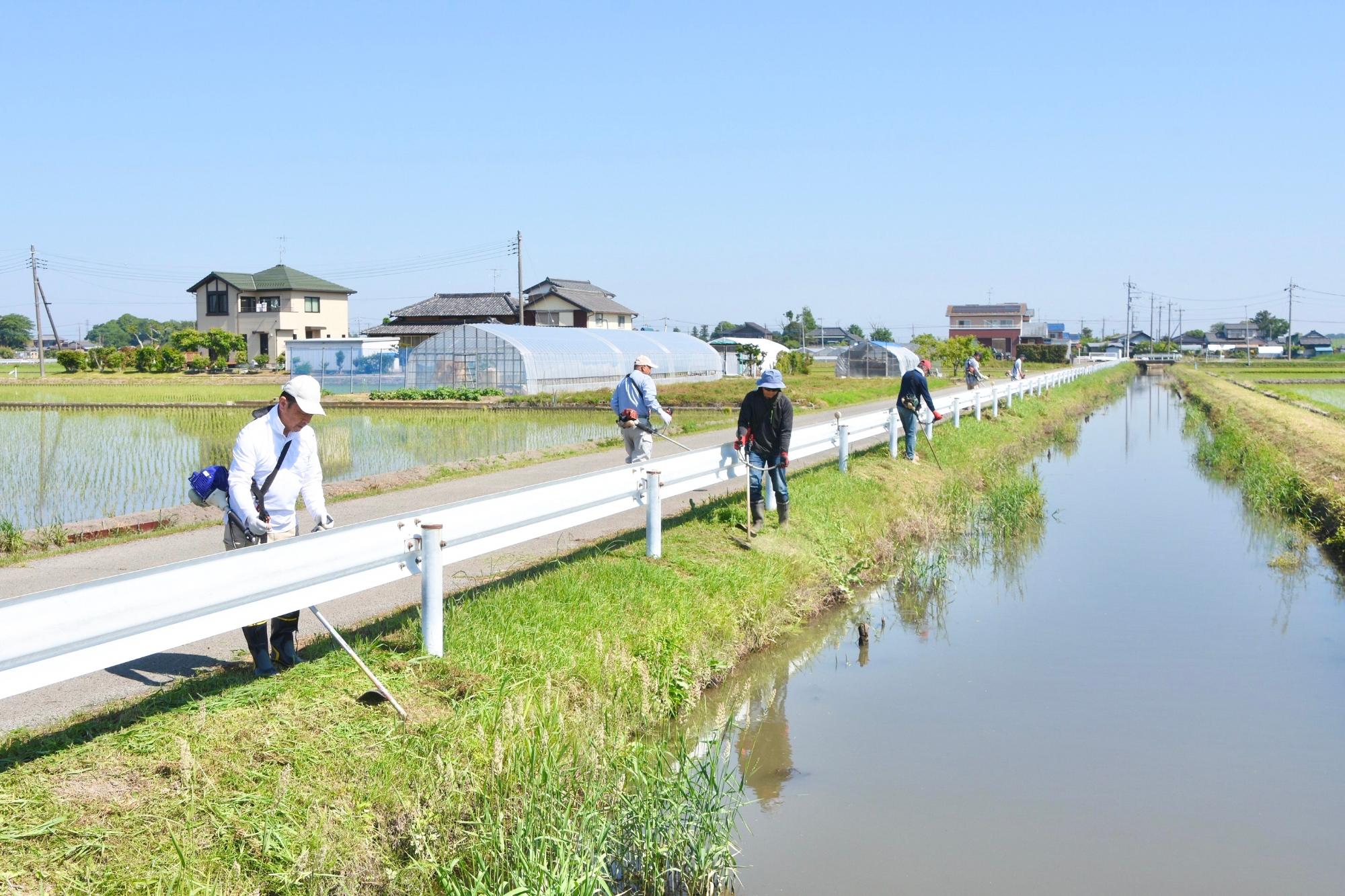 水路に落ちないよう気をつけながら草刈り
