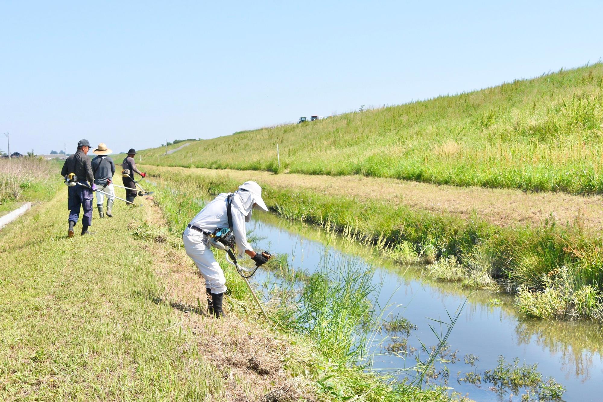 江戸川堤防付近の根用水路沿いも草刈りを実施