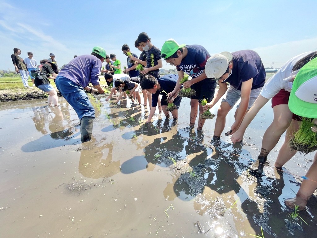 田植え体験