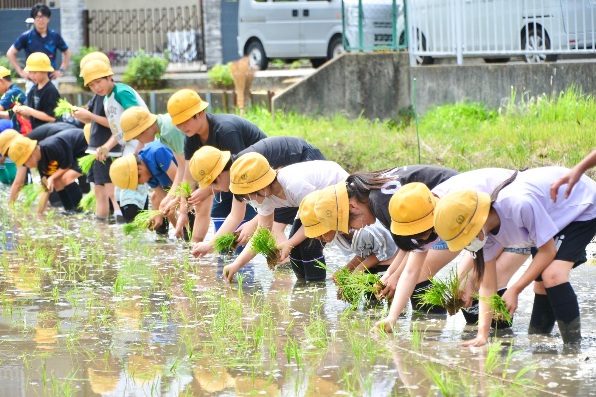 田植えをする児童たち