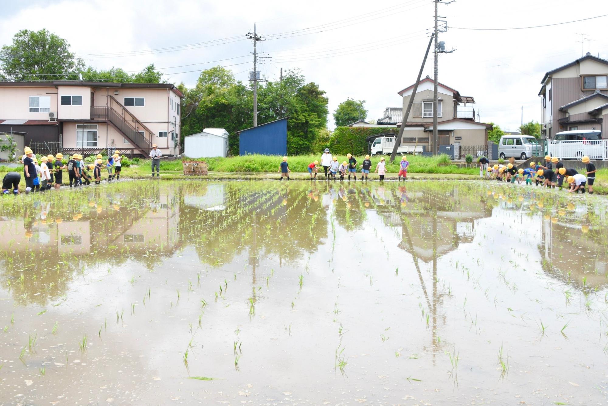 田植えが終わり、稲が並ぶ田んぼ
