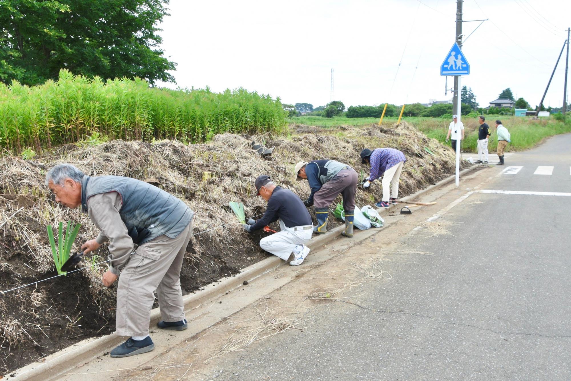 道路法面に花を植える様子
