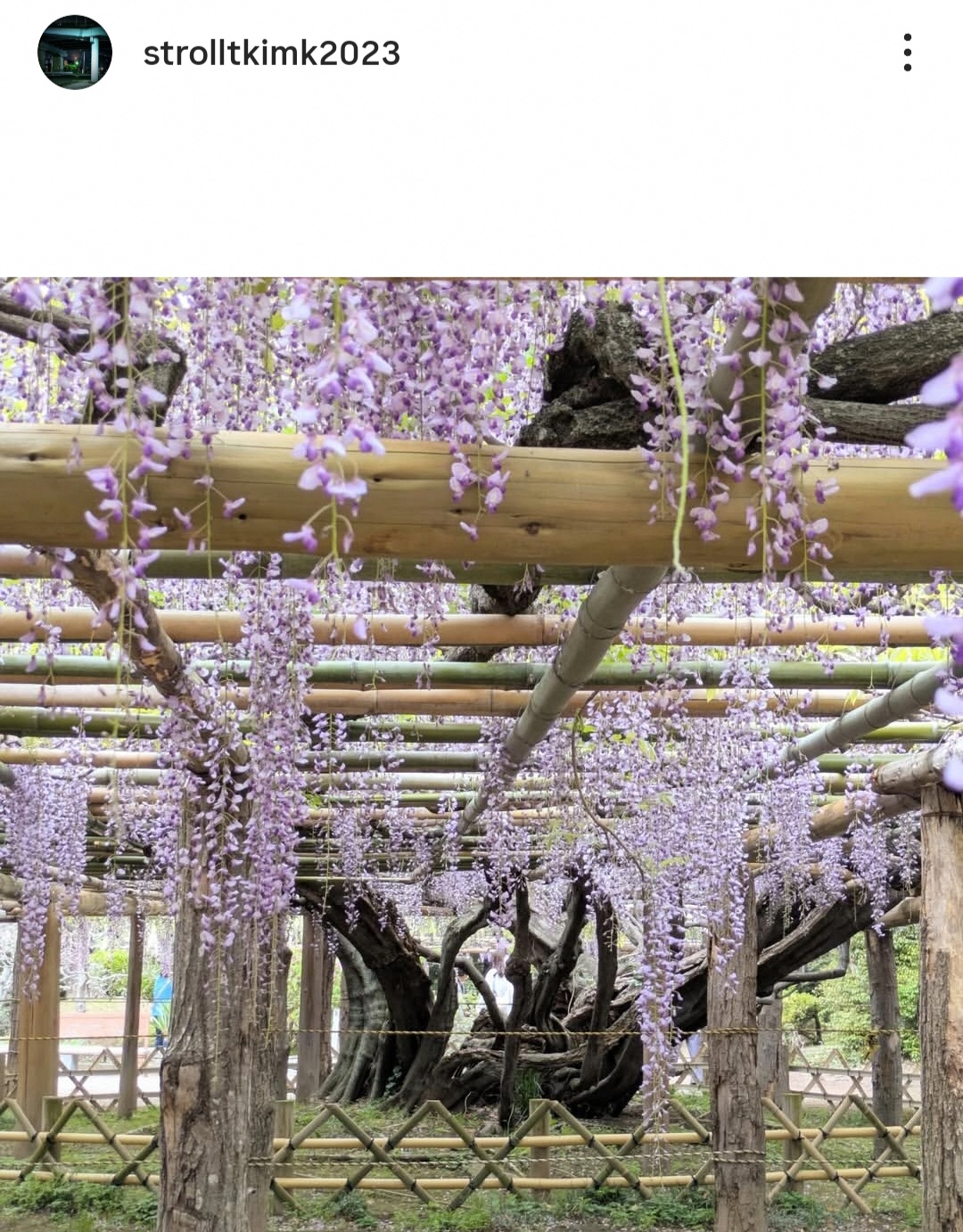 フジが一面に咲いている写真