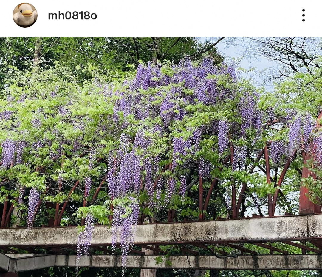 フジが一面に咲いている写真