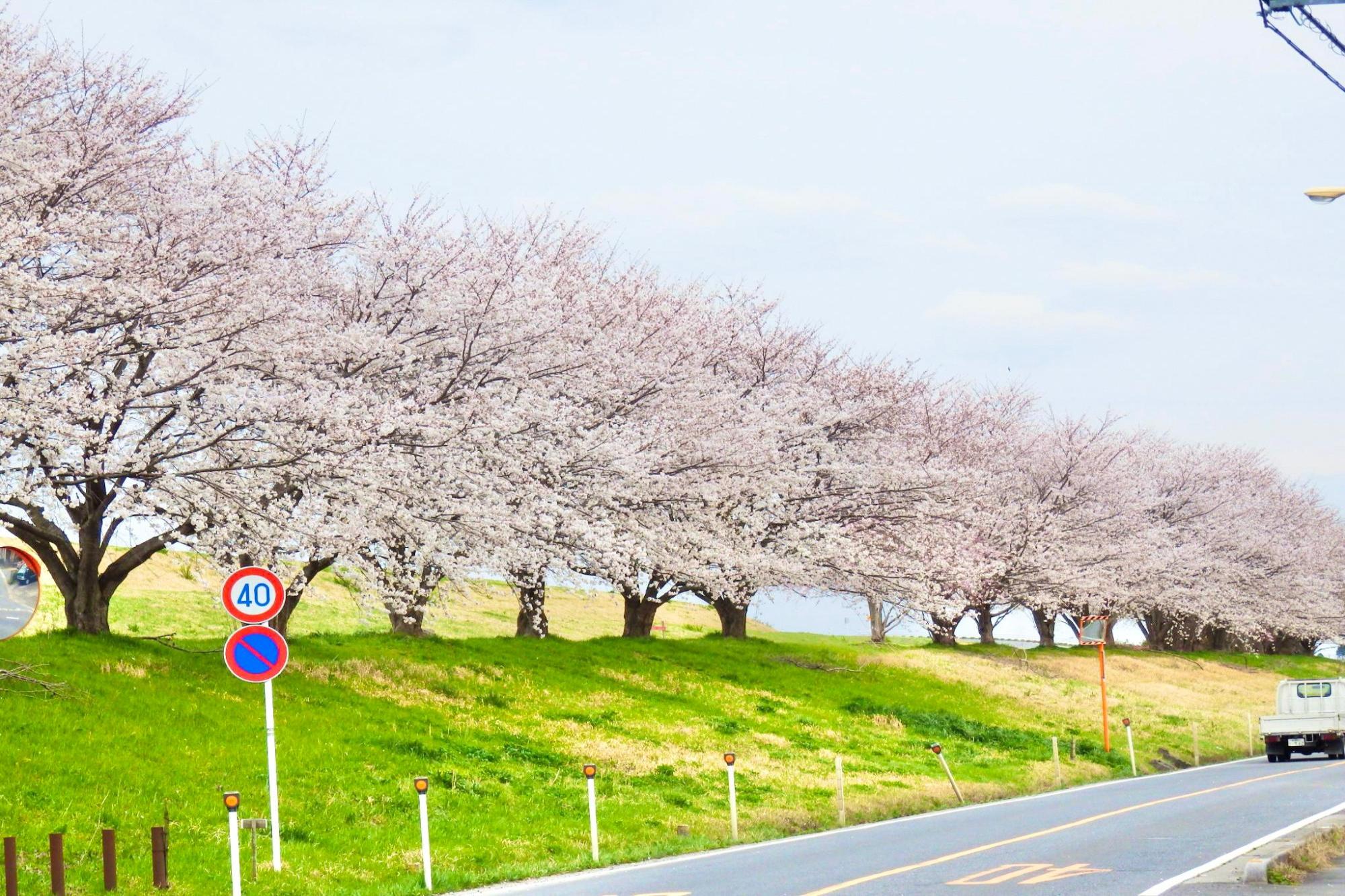 宝珠花・江戸川堤