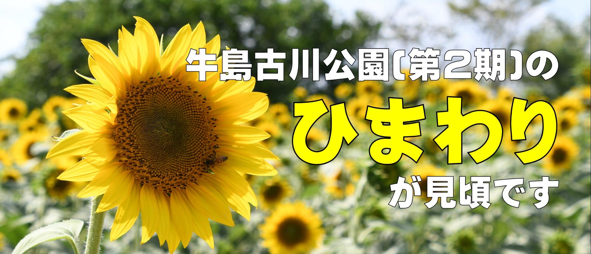 ひまわりが見頃です