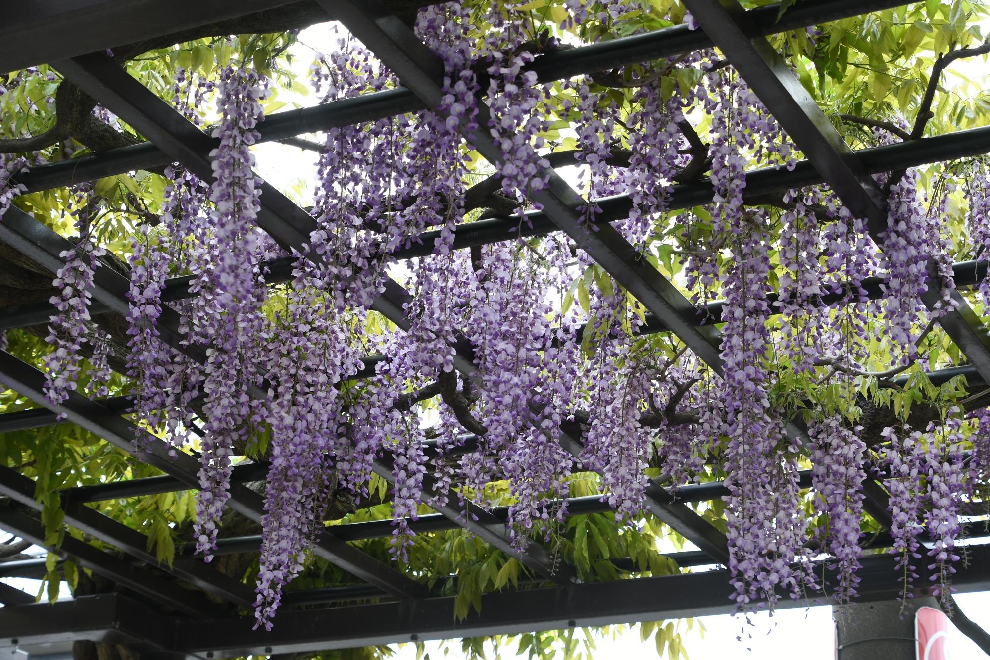 ふじ通りの藤