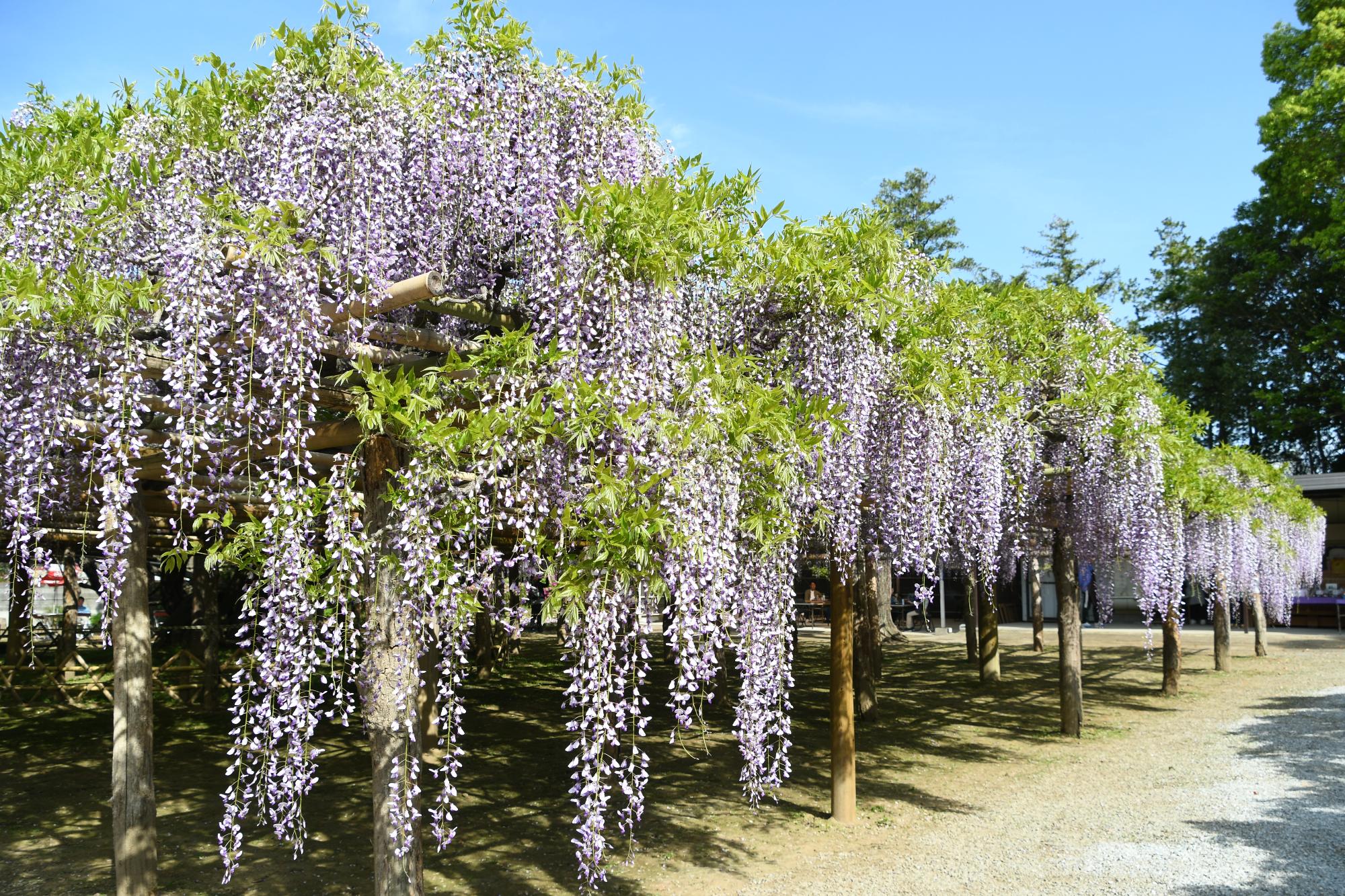 牛島にある藤花園の藤