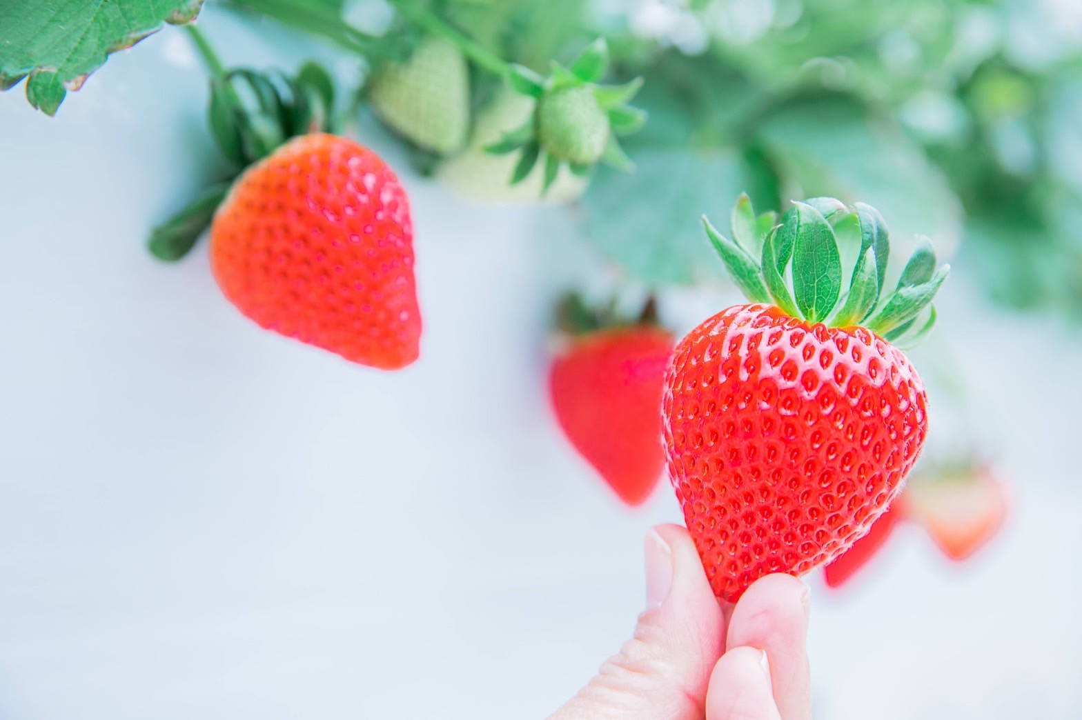 手でイチゴを持っている様子