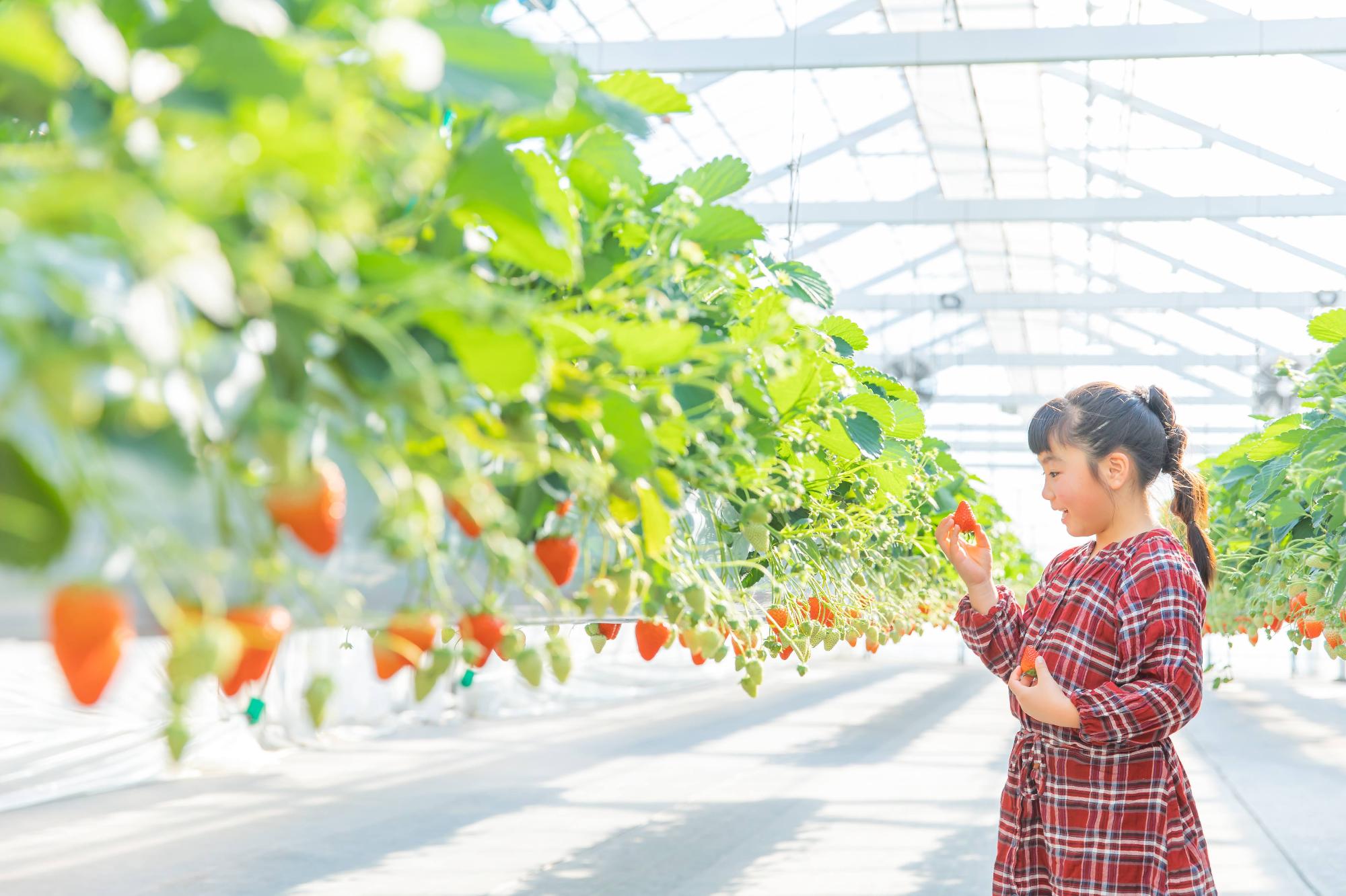 少女がイチゴ狩りをする様子