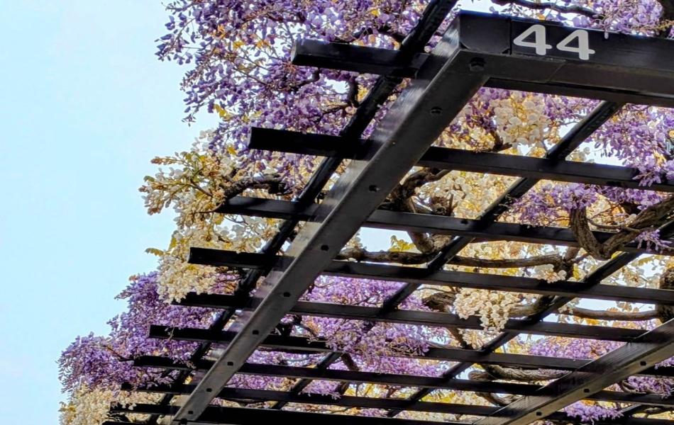 ふじ通り（4月18日）