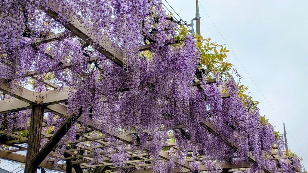 ふじ通り（4月24日）