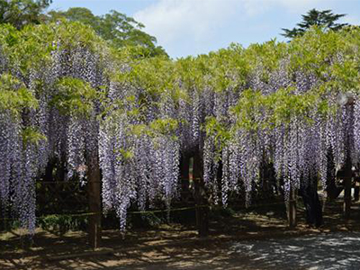 牛島の藤「藤花園」