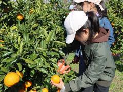 みかん収穫をしている子供たちの写真