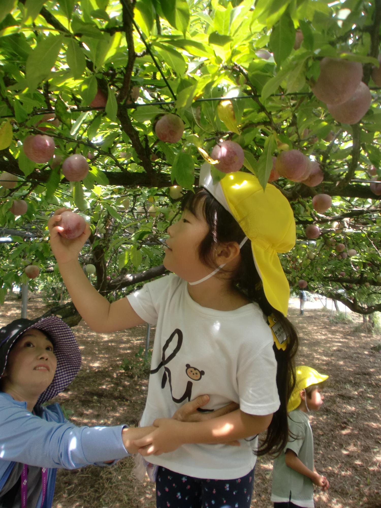 プラムを手にしている