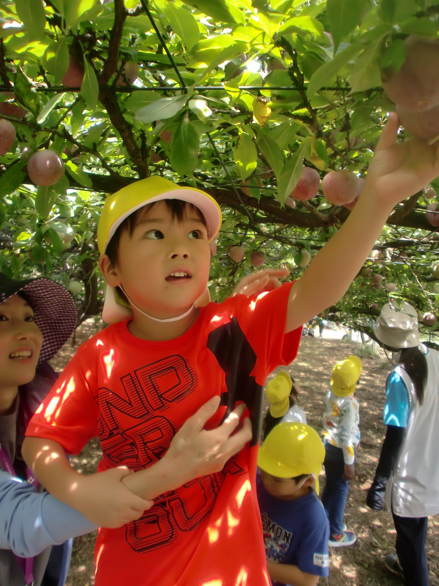 プラムを収穫している姿