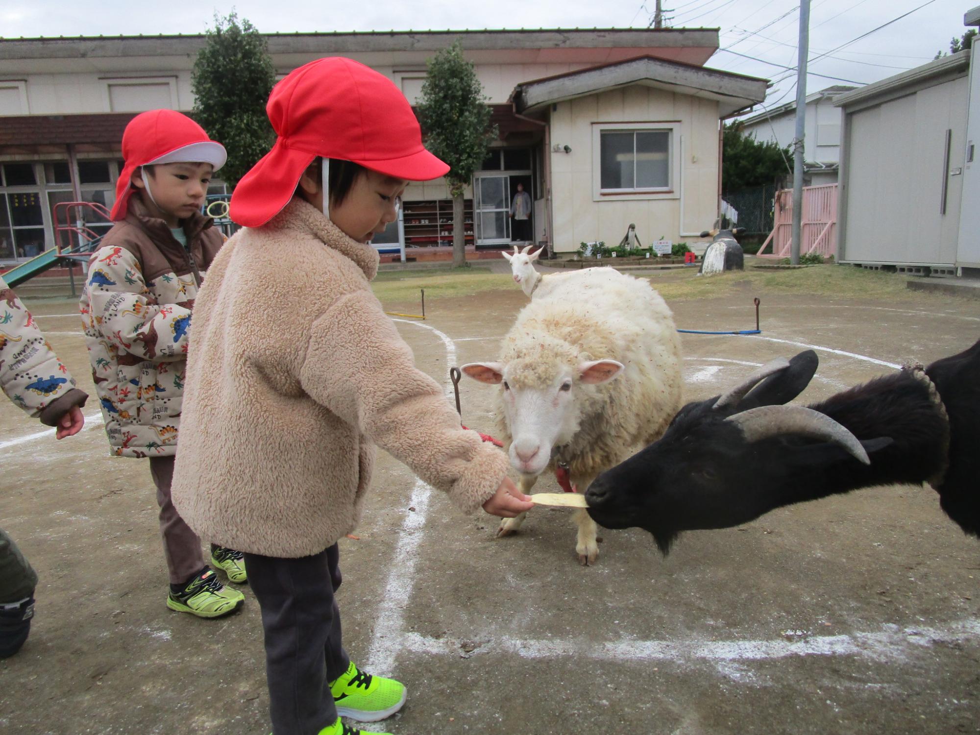 山羊や羊に野菜をあげる様子