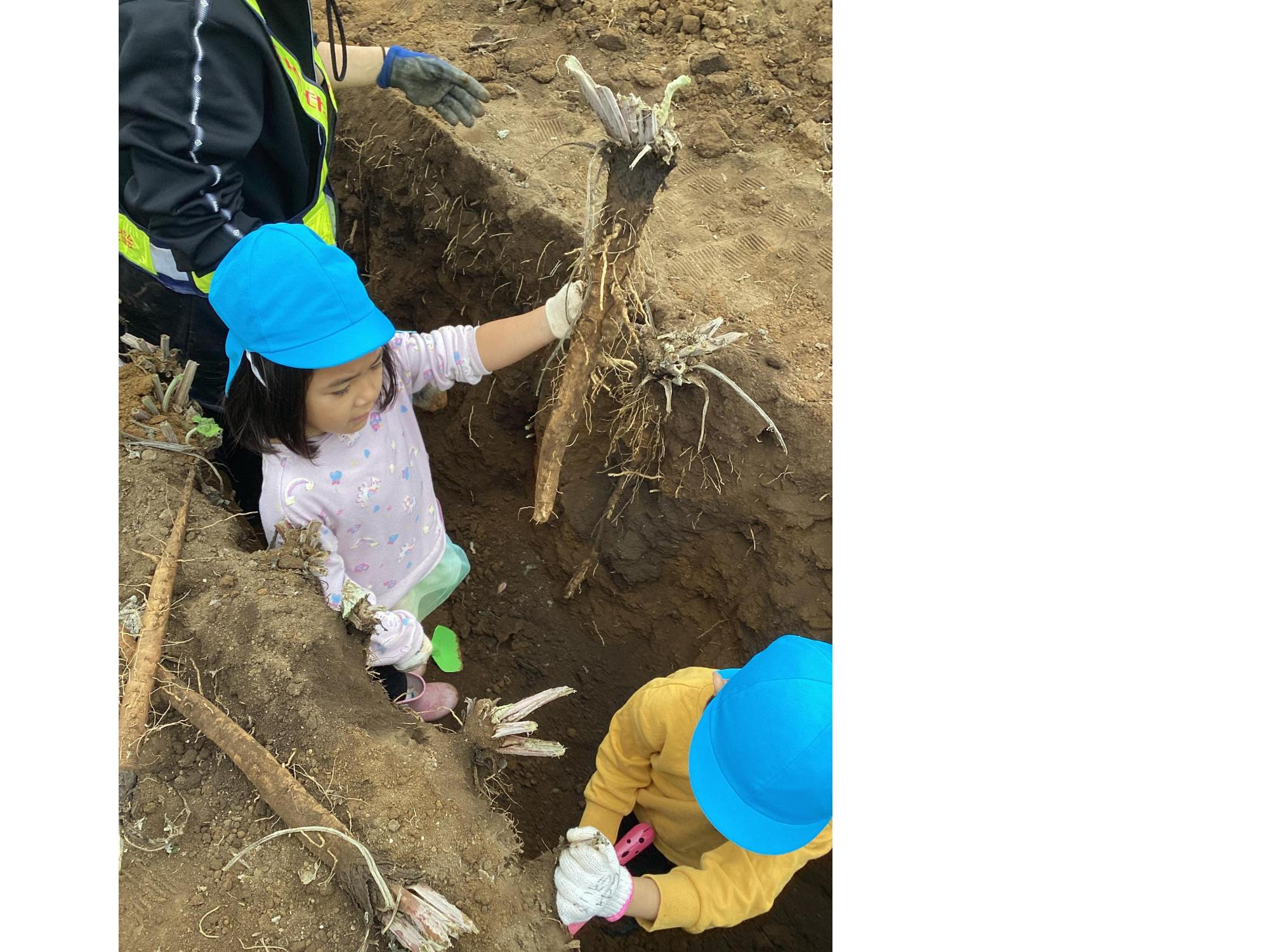 太くて長いごぼうが採れました