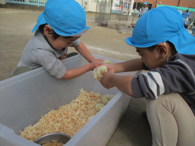 ひよこに優しくふれるこども達