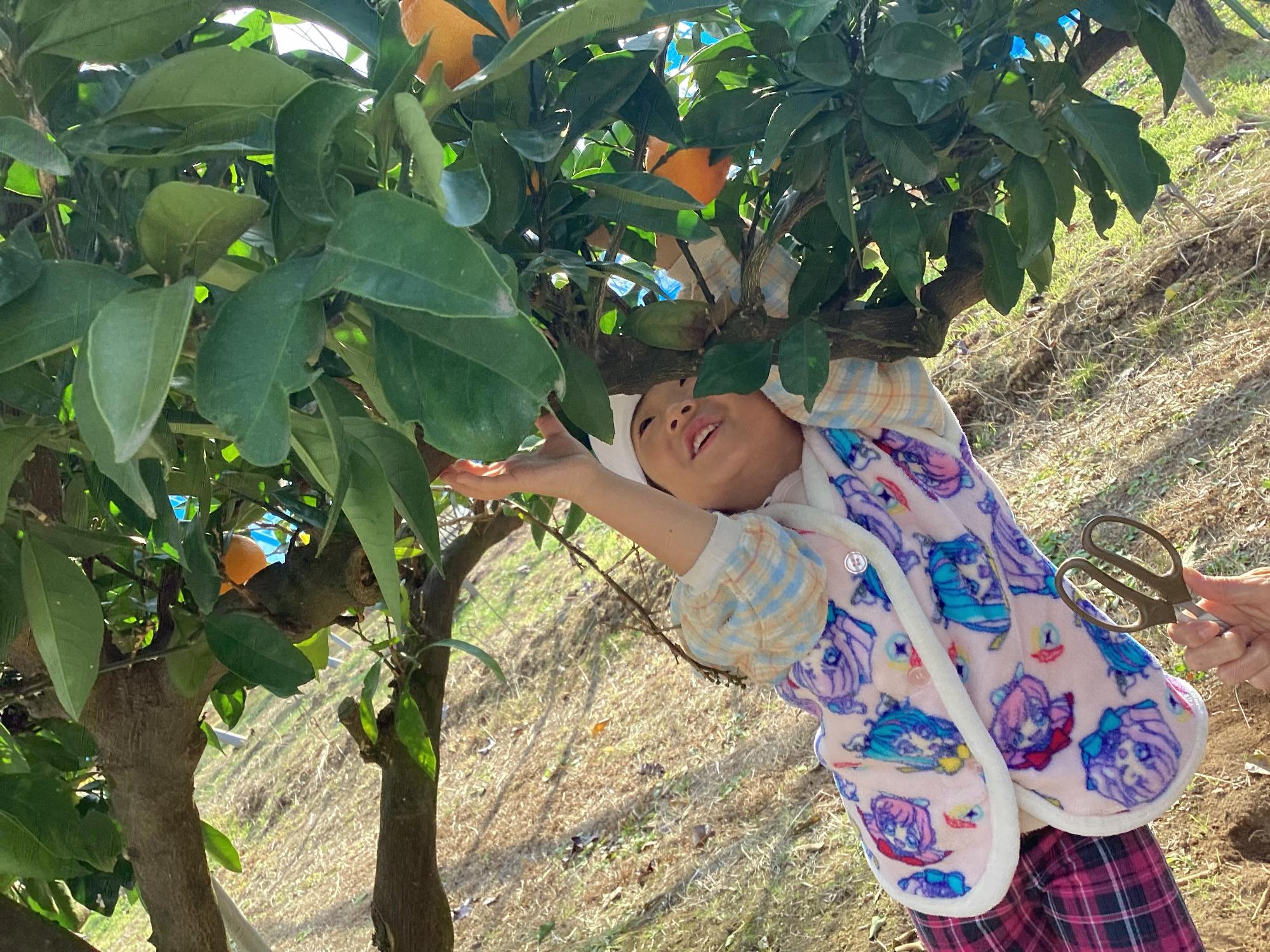 みかんを収穫している様子