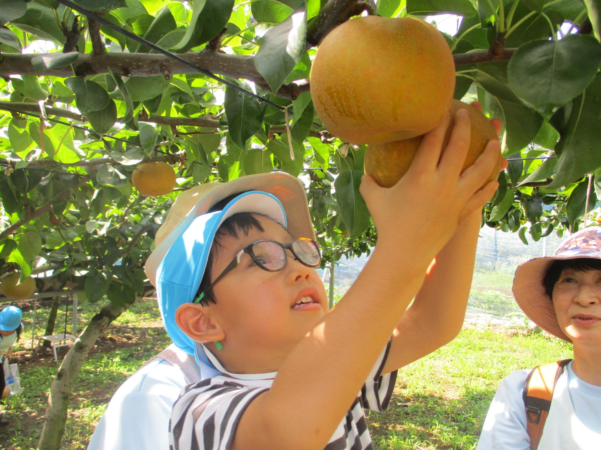 大きな梨を収穫する子