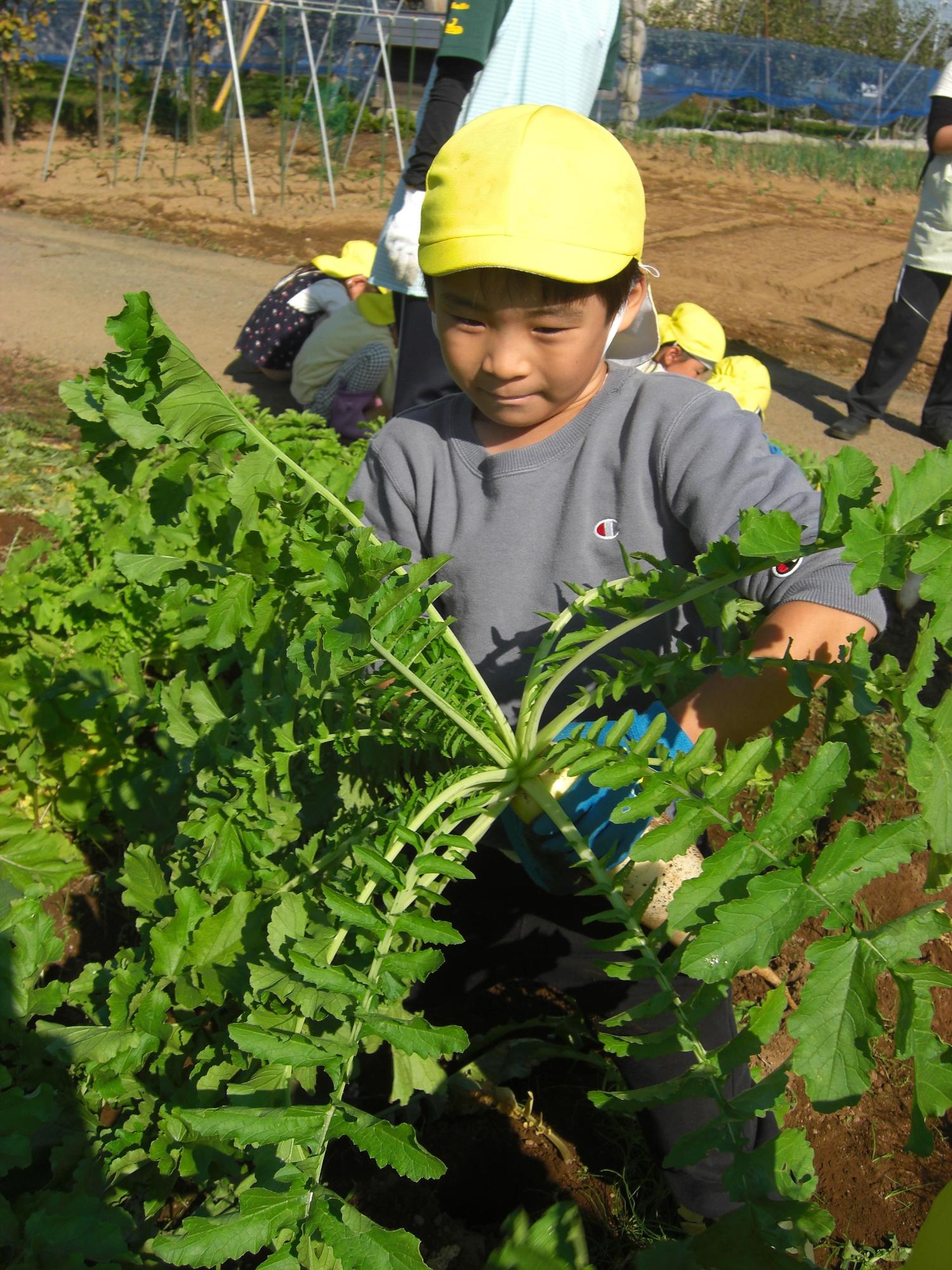 大きな大根を抜きました
