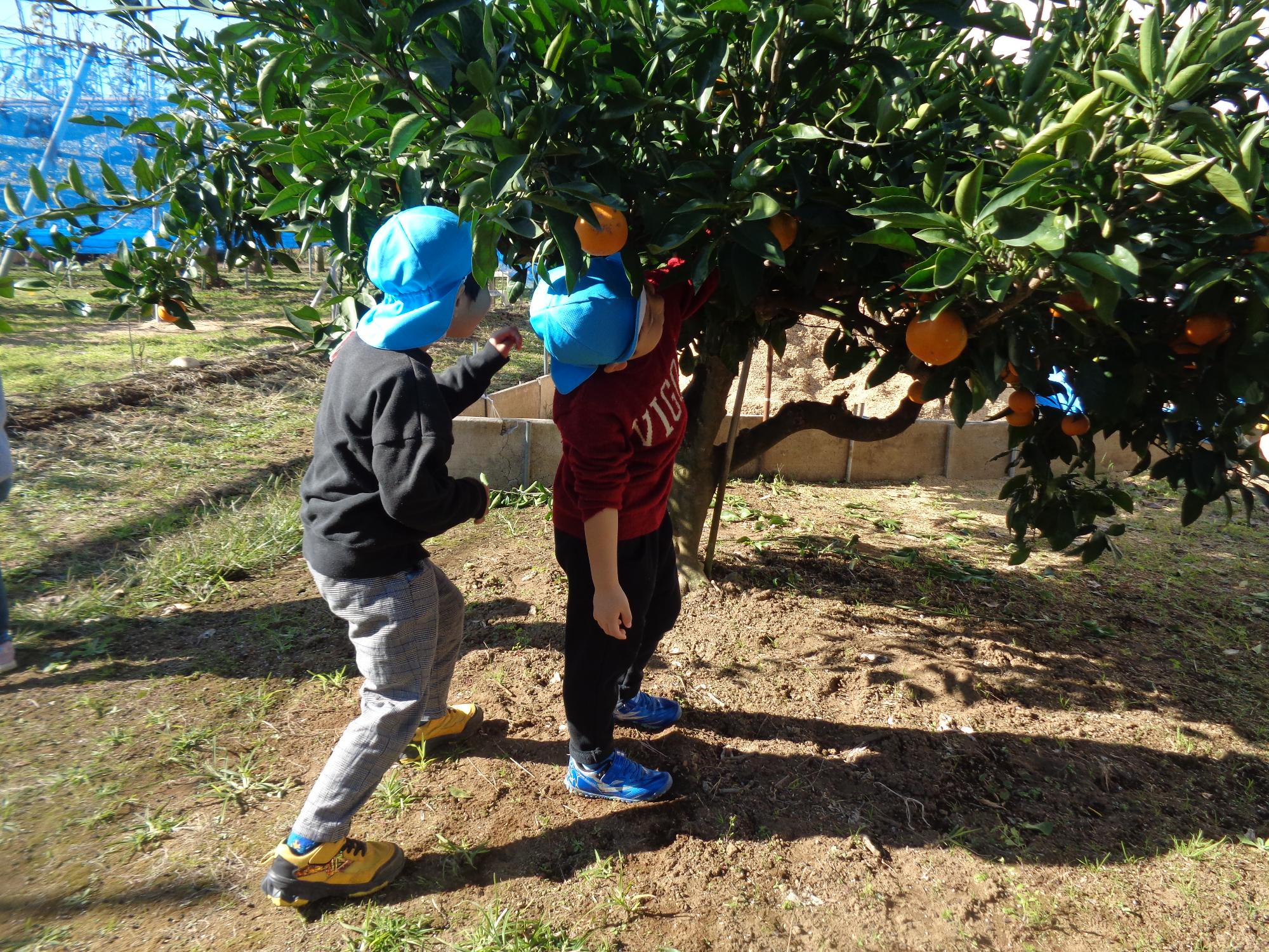 みかんを選ぶ様子