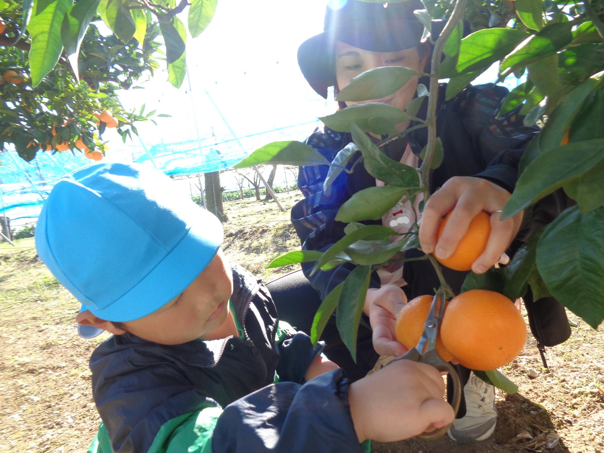 保育士と一緒にみかんを収穫する様子