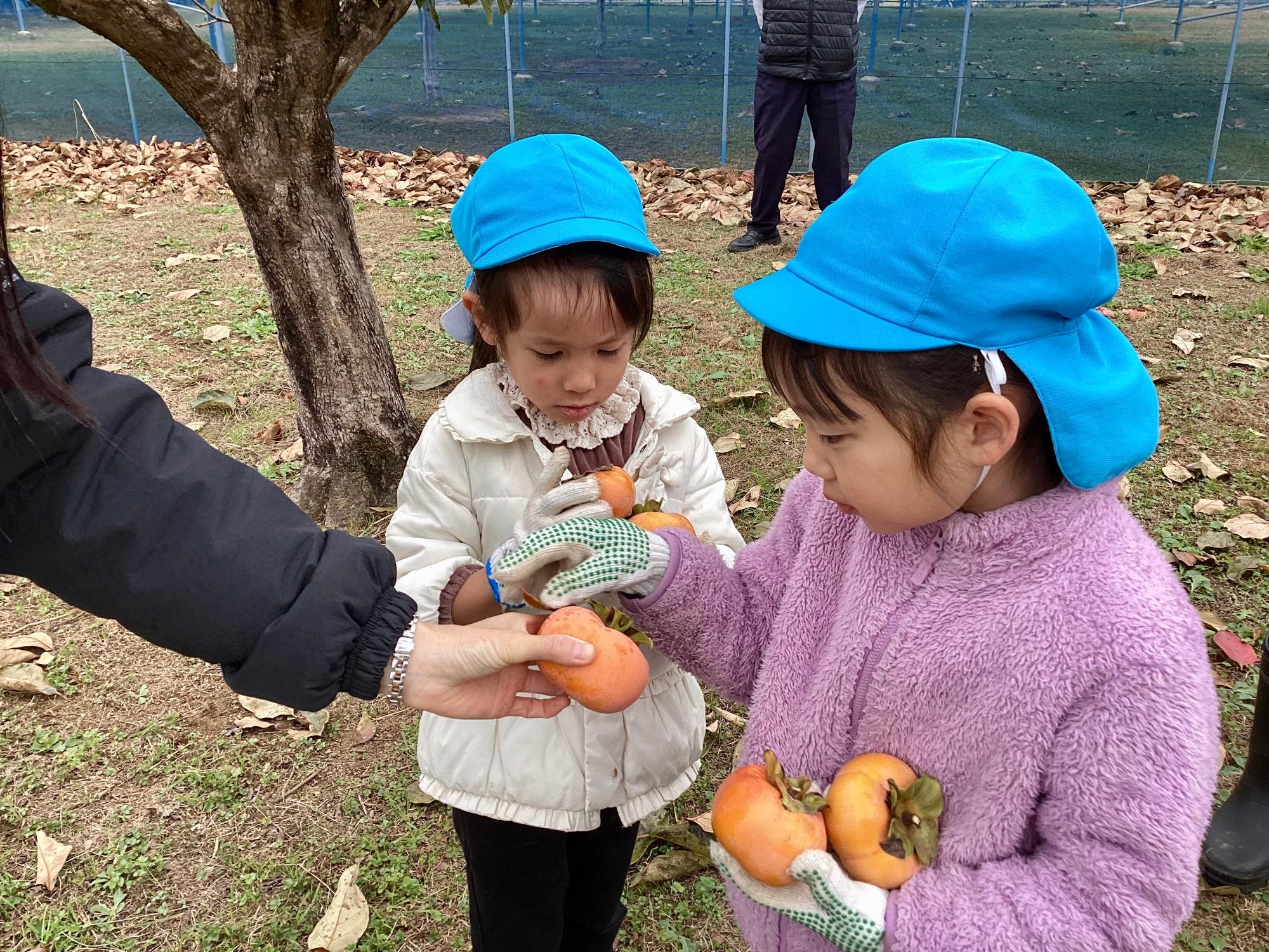 収穫した柿を大切に運びます