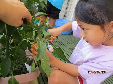 育てた野菜を収穫