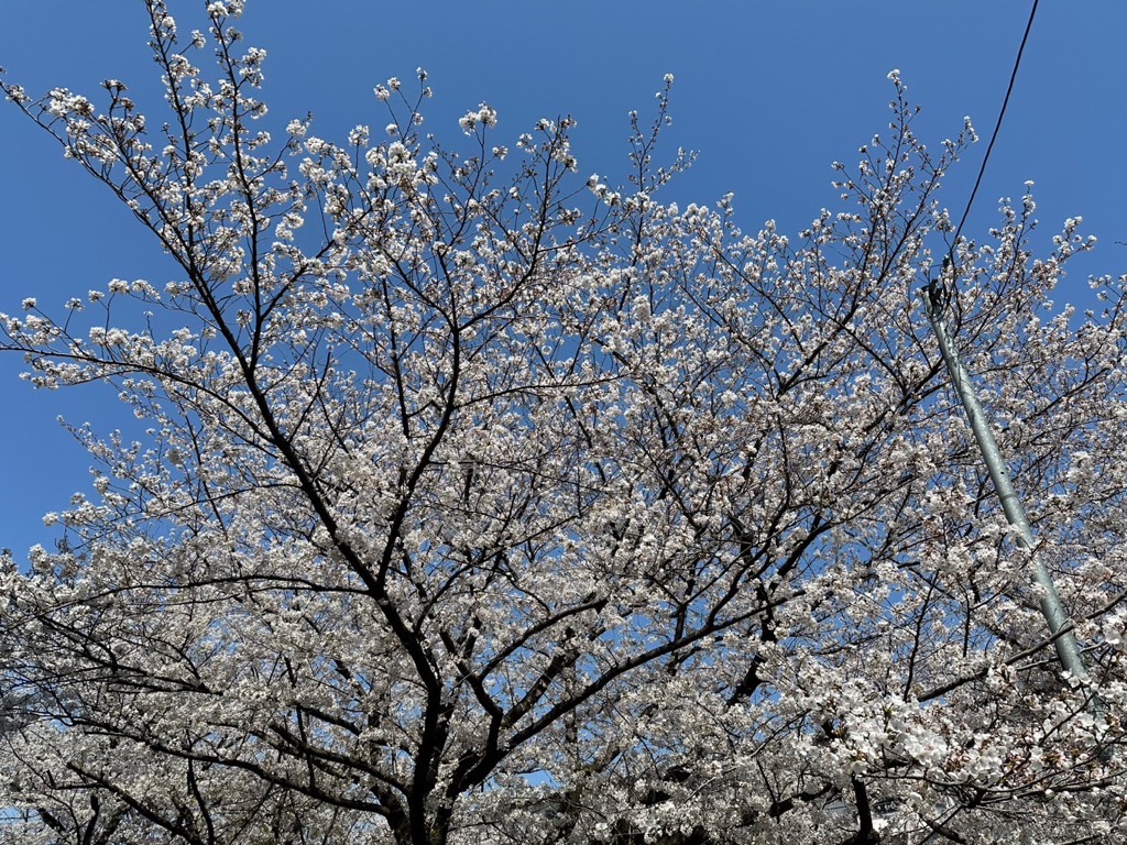 武里団地に咲く満開の桜の写真