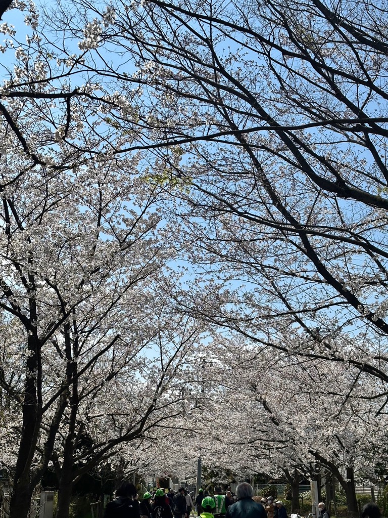 武里団地さくらウォーキングの様子