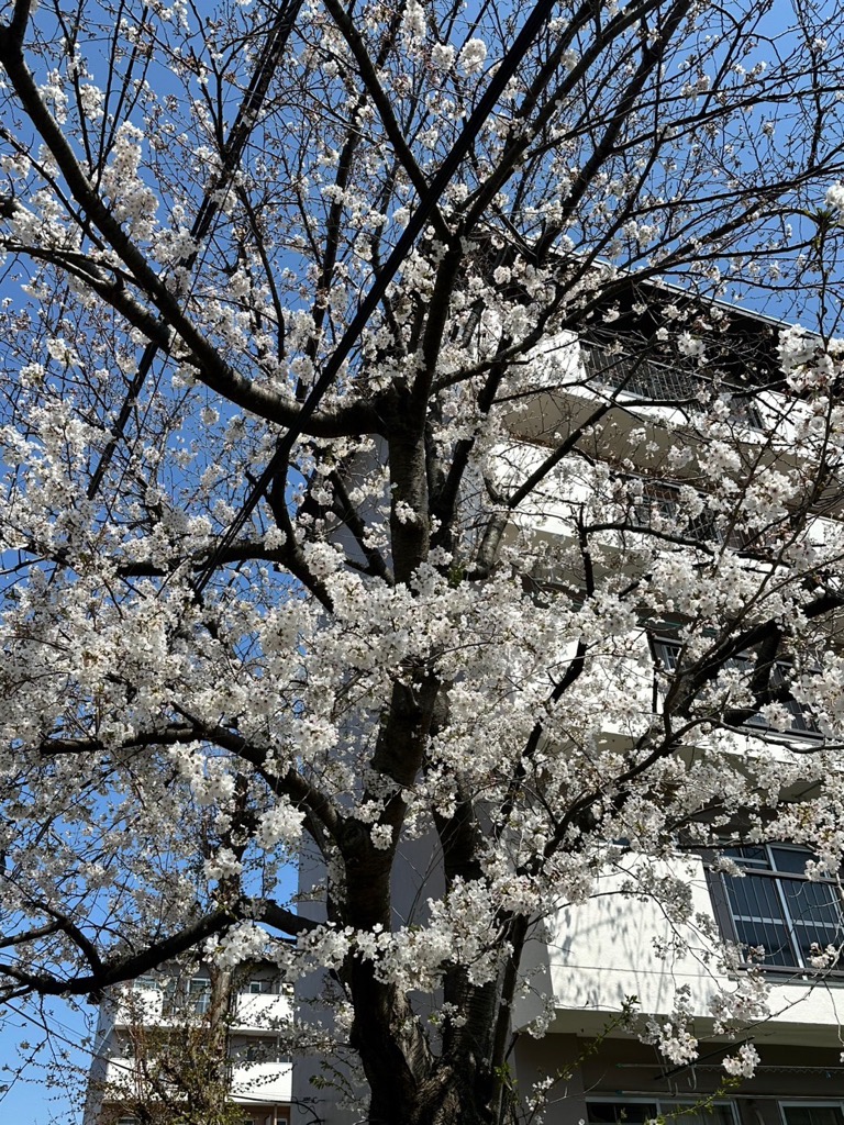 団地の側で咲く桜