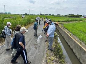 水路にて生物を観察する様子