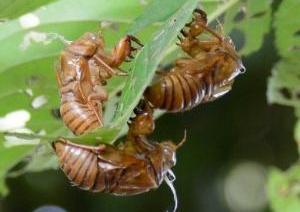 葉にくっついた三つのアブラゼミの抜け殻の写真