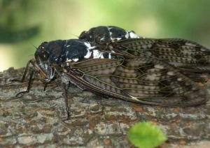 木の枝の上で交尾するアブラゼミの写真