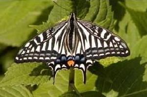 葉の上で羽根を広げるアゲハの写真