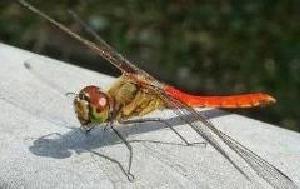 コンクリートにとまるアキアカネの写真