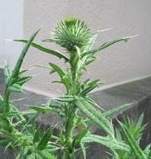 トゲに覆われた開花前のアメリカオニアザミの蕾の写真