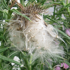花びらがそのまま変わったような白く細いアメリカオニアザミの種子の写真