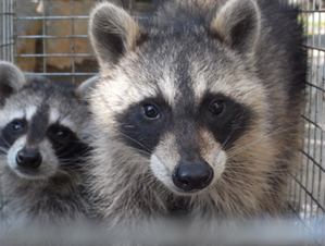 檻の中にいる二匹のアライグマが愛くるしい瞳でこちらを見つめている写真
