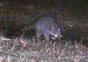 夜の茂みにいるアライグマが威嚇しているかのように下半身を持ち上げている様子を捉えた写真