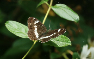 葉の上にとまり羽を広げるアサマイチモンジの写真