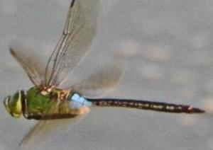 水辺を背景にして力強く羽ばたくギンヤンマの写真