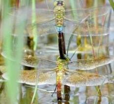 つがいになり、田んぼで産卵するギンヤンマの写真
