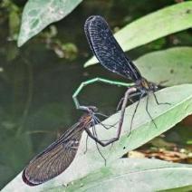 尾の先をくっつけあい交尾するハグロトンボの写真
