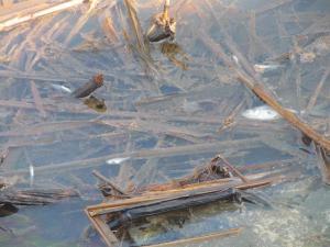 水質悪化により小魚が死んでいる様子の写真