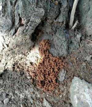 茶色く細長いフラスを接写した写真