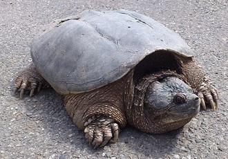 アスファルトの上で甲羅から少しだけ頭と手足を出しているカミツキガメの全身を捉えた写真